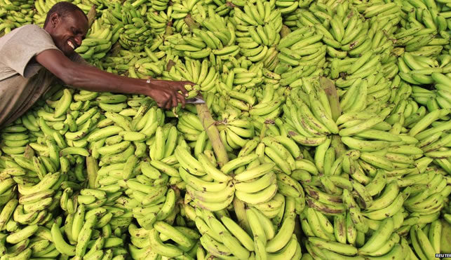 somalia banana