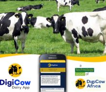 Kenyan smallholder farmer using mobile agritech platform in field