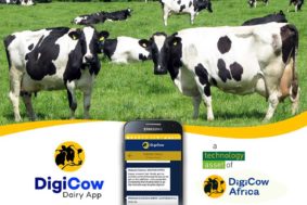 Kenyan smallholder farmer using mobile agritech platform in field
