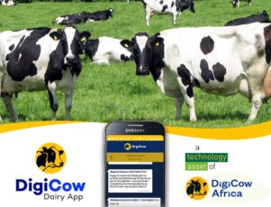 Kenyan smallholder farmer using mobile agritech platform in field